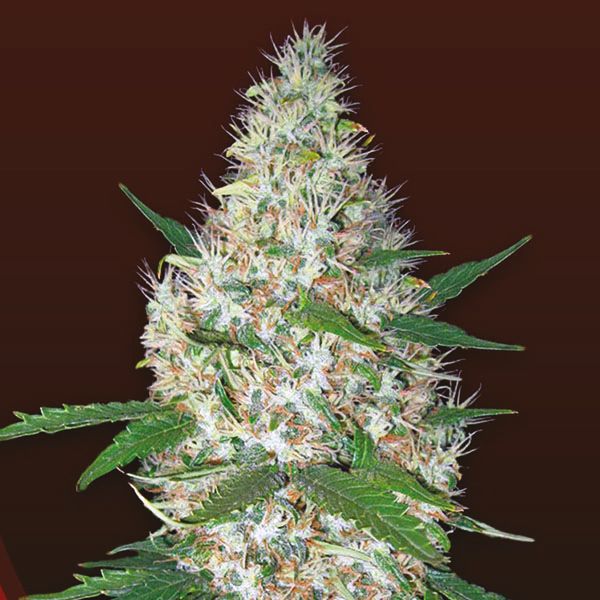 Crystal Fem Crystal Fem