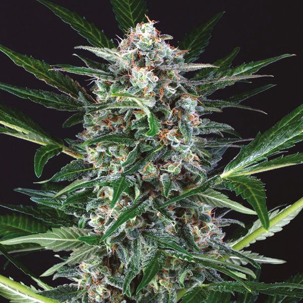 Autofloweirng Mandarine 