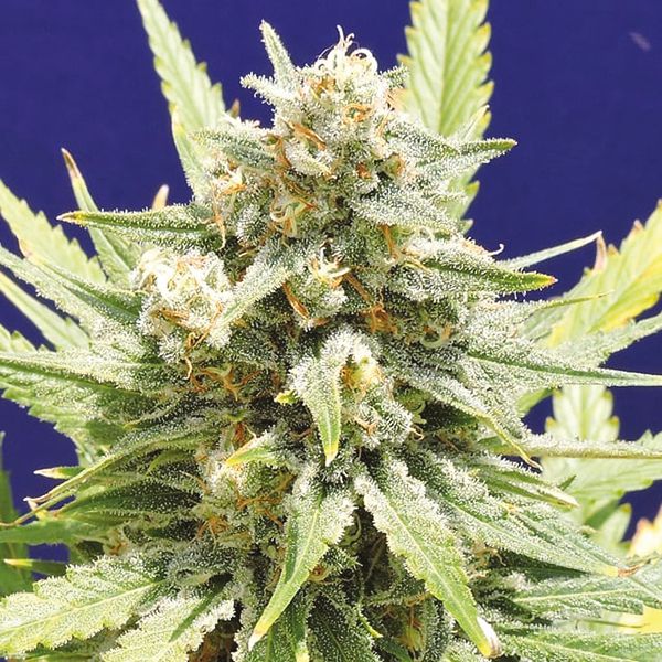 Auto Blue x Cream Cheese_5 