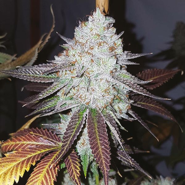 Tahoe Kush Fem Tahoe Kush Fem