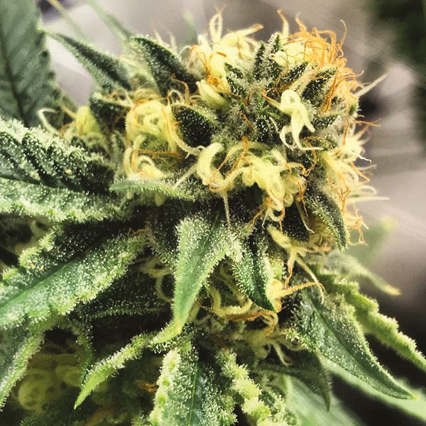 Strawberry Cough Fem