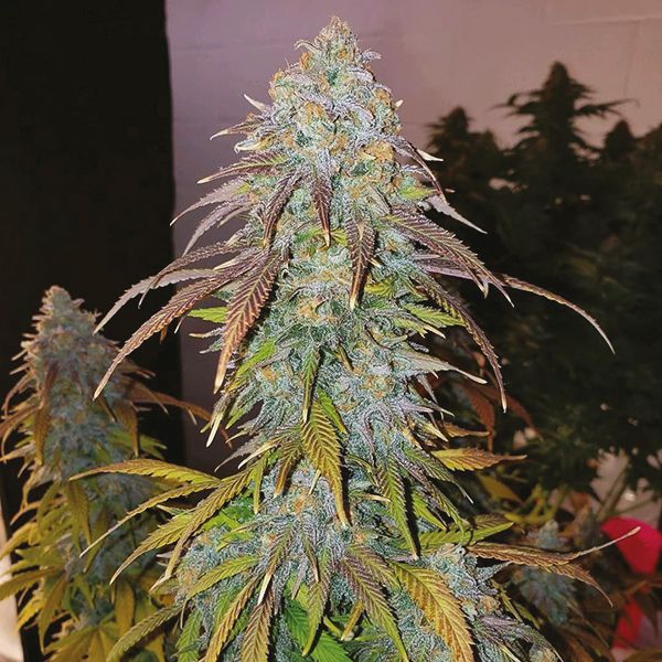 Strawberry Kush Fem Strawberry Kush Fem