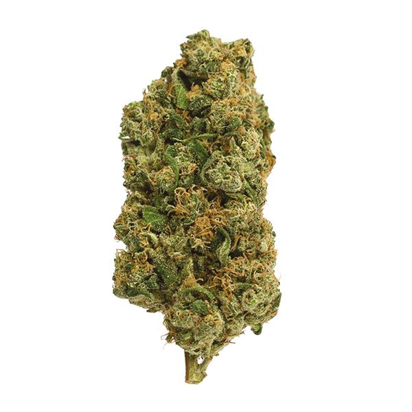 Buy C99 x tangilope Seeds Online USA 