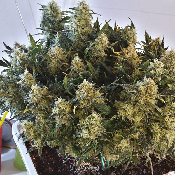 Auto Grapefruit Fem Auto Grapefruit Fem