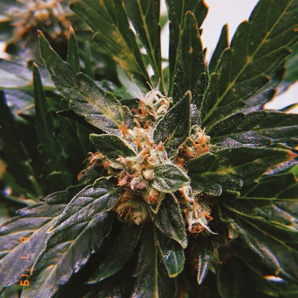 Auto Grapefruit Fem Auto Grapefruit Fem