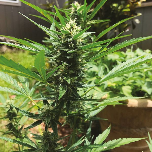 Auto Grapefruit Fem Auto Grapefruit Fem