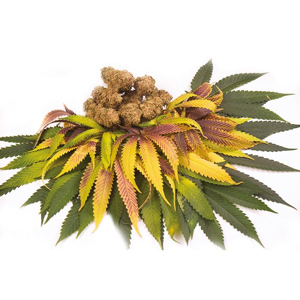 Buy Green Crack Strain Seeds Online 