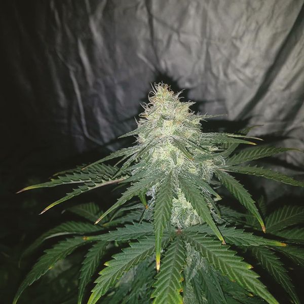 Auto Blue Amnesia Fem Auto Blue Amnesia Fem