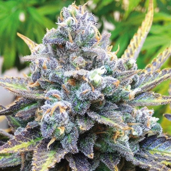 CBD Jack Herer 1 to 1 Fem CBD Jack Herer 1 to 1 Fem