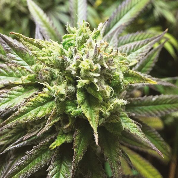 CBD ACDC 1 to 18 Fem CBD ACDC 1 to 18 Fem
