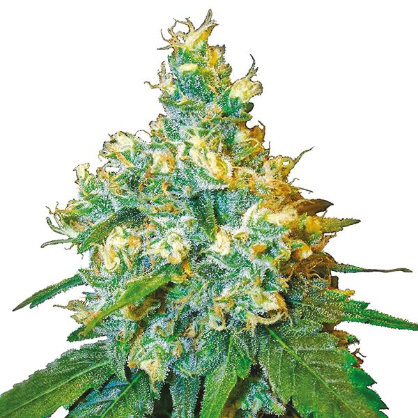 jack herer Strain Seeds USA 