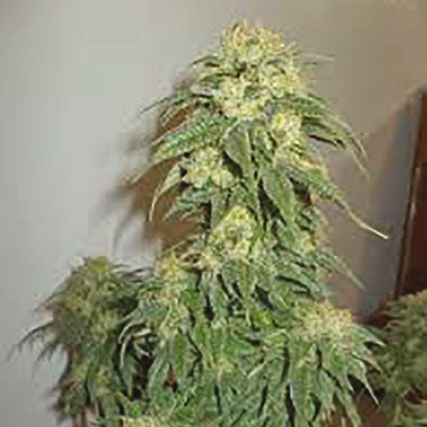 Sour Lemon Fem Sour Lemon Fem