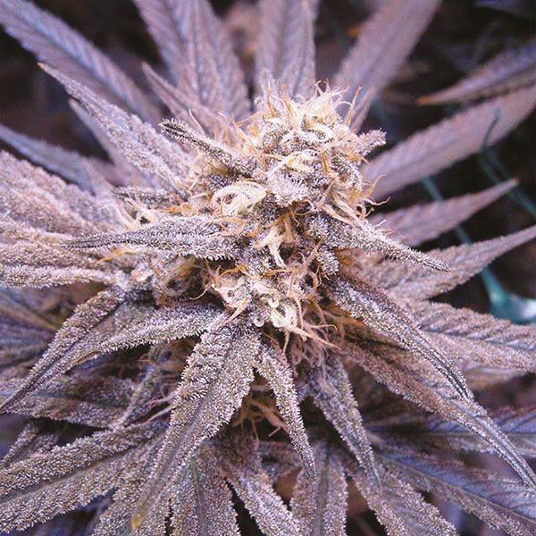 Hawaii x Purple Skunk Fem Hawaii x Purple Skunk Fem