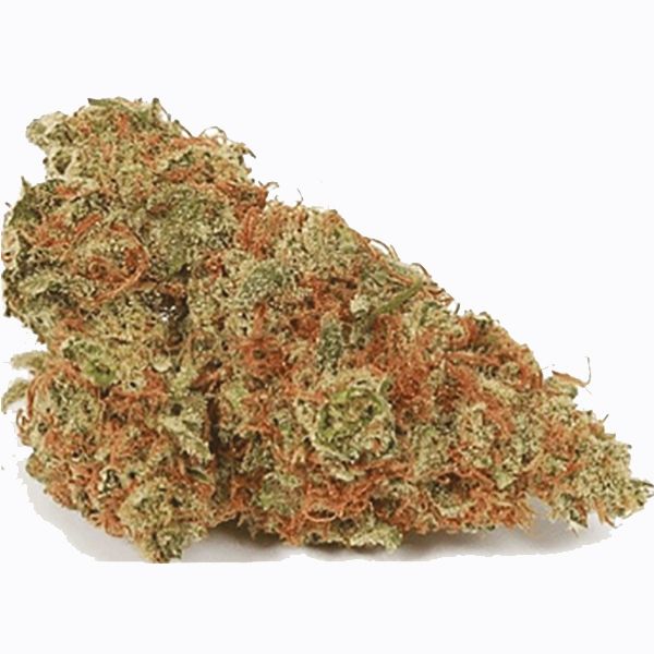 Mocholope Strain Seeds USA 