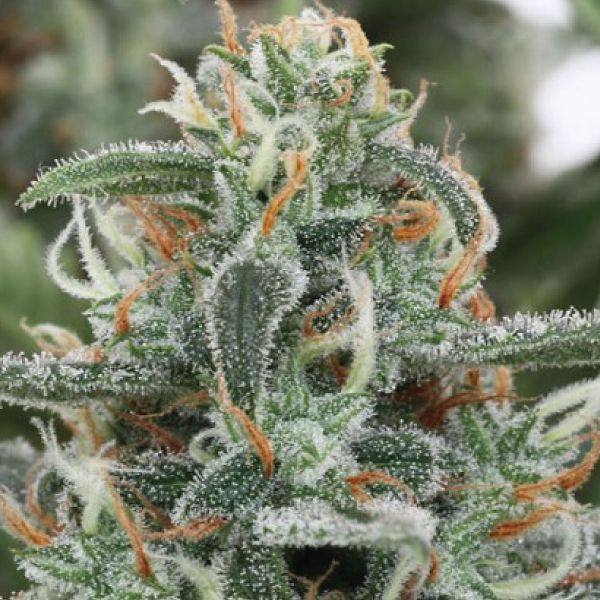 White Widow x AK47 Fast Fem White Widow x AK47 Fast Fem