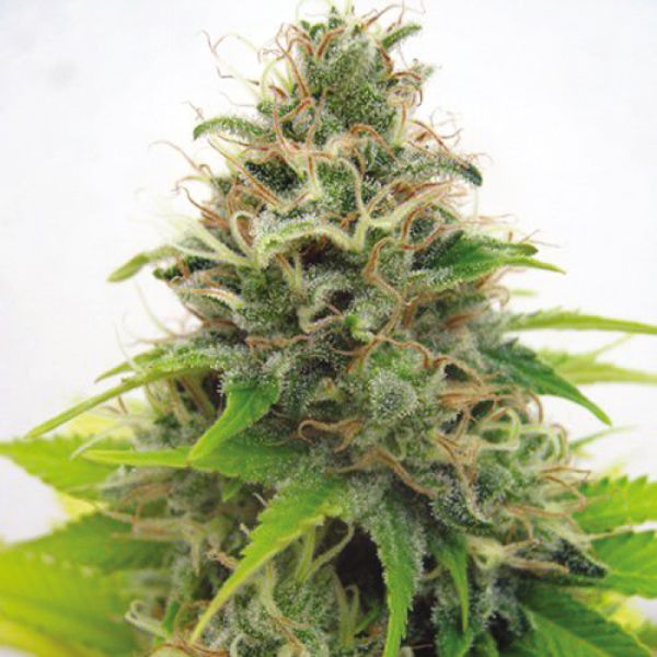 Somango Strain 