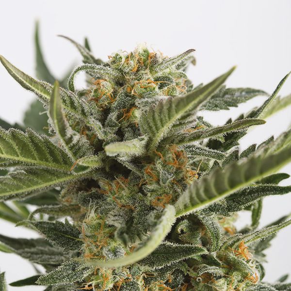 Auto Critical+ 2.0 Fem Auto Critical+ 2.0 Fem