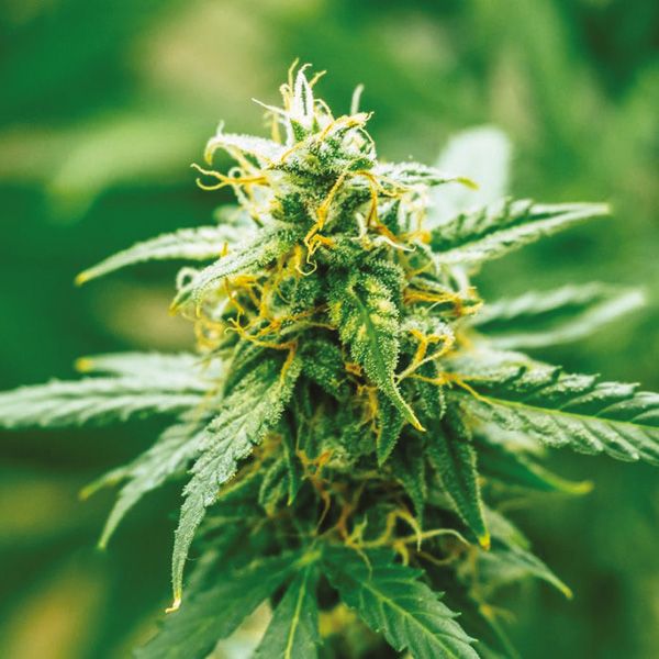 Harlequin Fem Harlequin Fem