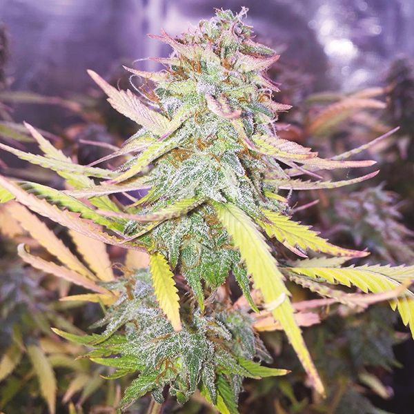 Northern Lights Fast Fem