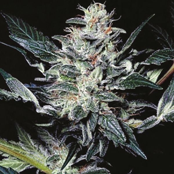 Matanuska Tundra Fem