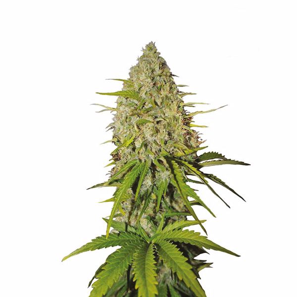 gorilla glue #4 autoflower 