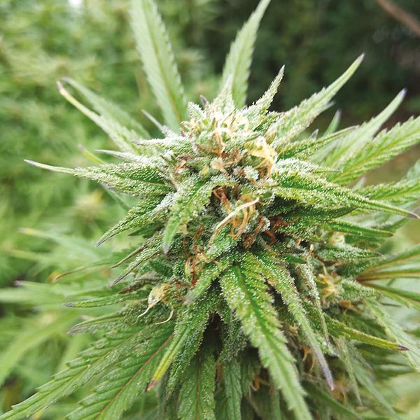 Strawberry Kush Fem Strawberry Kush Fem
