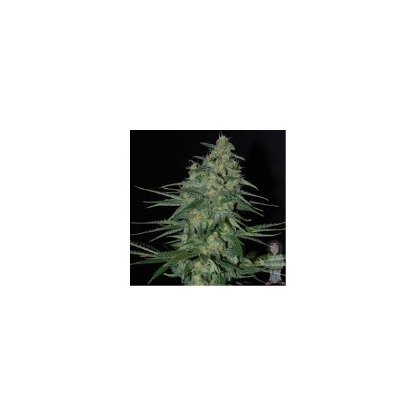 Auto Critical x Northern Lights Fem