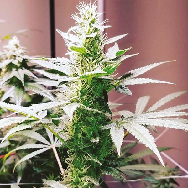 Lemon Lime punch Strain 