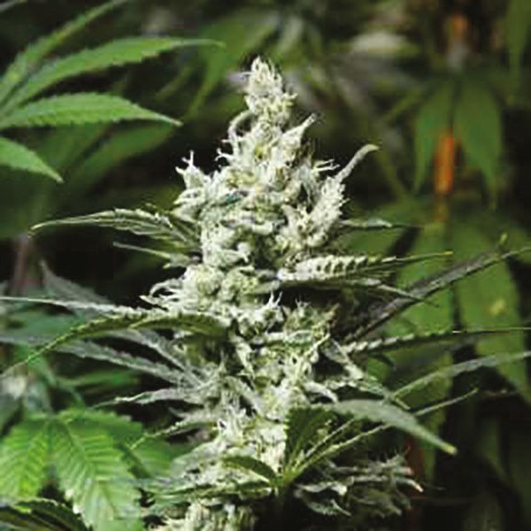 Crystal Fem Crystal Fem