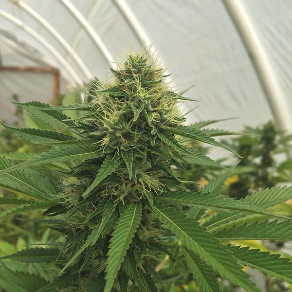 3 Kings OG Fem 3 Kings OG Fem