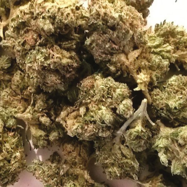 Sour Lemon Fem Sour Lemon Fem