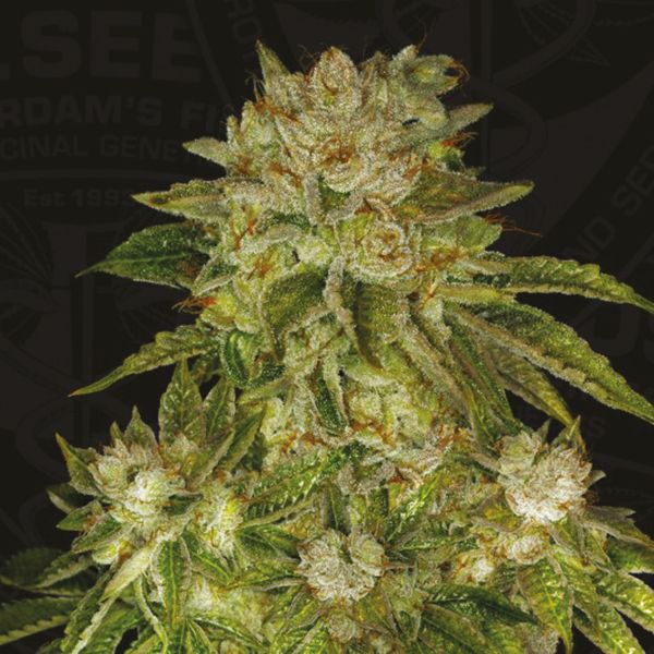 MK Ultra Fem MK Ultra Fem