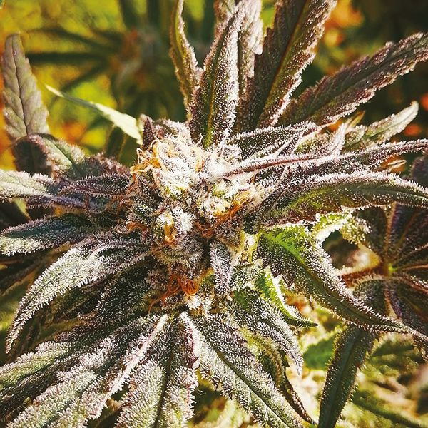 Auto Critical Purple Fem