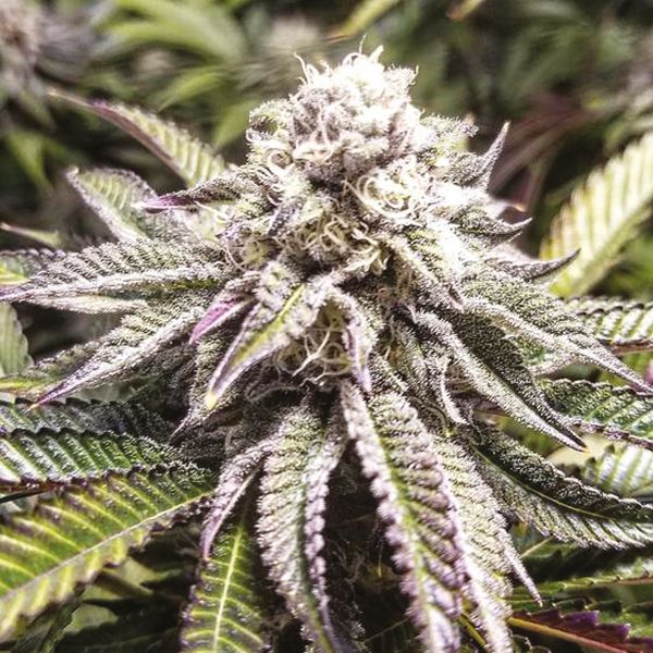 Purple Punch Fem Purple Punch Fem