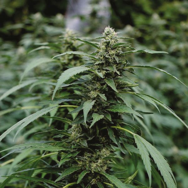 CBD Best Mango 1 to 1 Fem CBD Best Mango 1 to 1 Fem