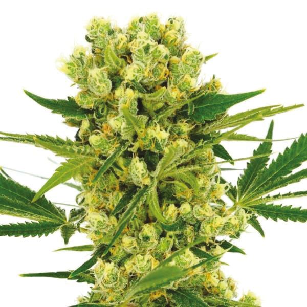 Amnesia Haze Auto Seeds USA 