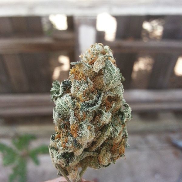 Buy Skunk Kush Online 
