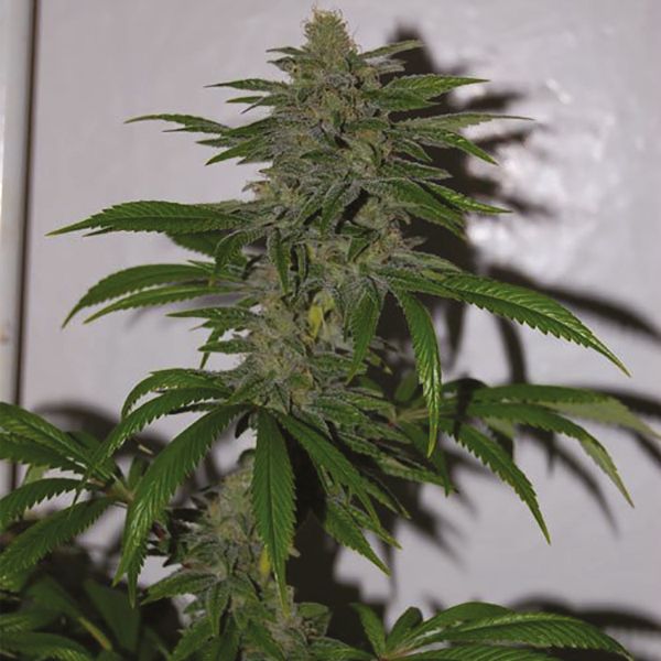 Candy Kush Fem