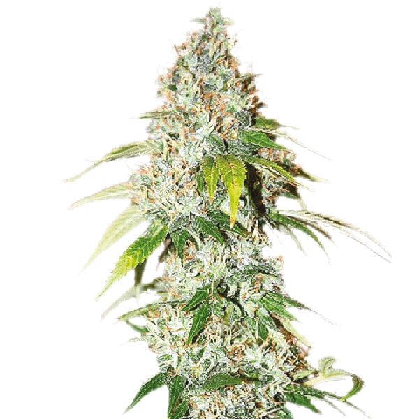 Buy OG Kush Strain Seeds Online 