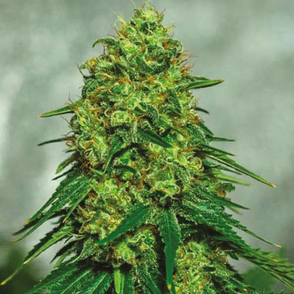 Mango Kush Fem Mango Kush Fem