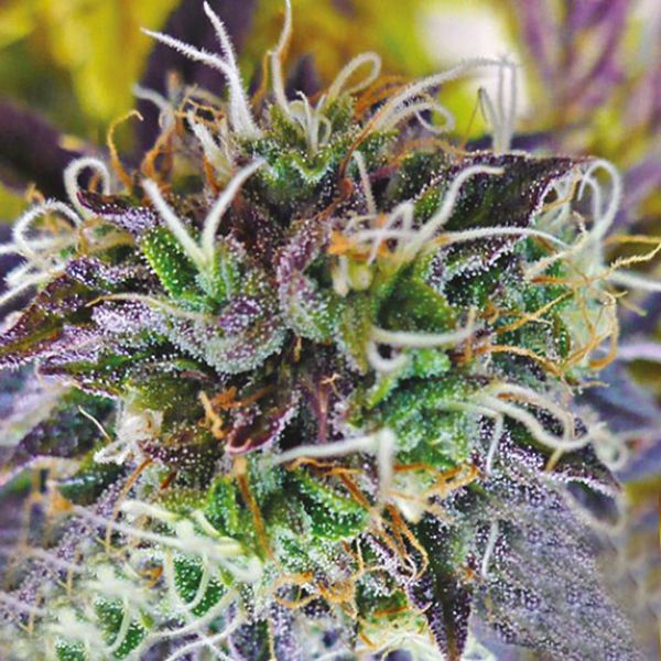 Grandaddy black strain 