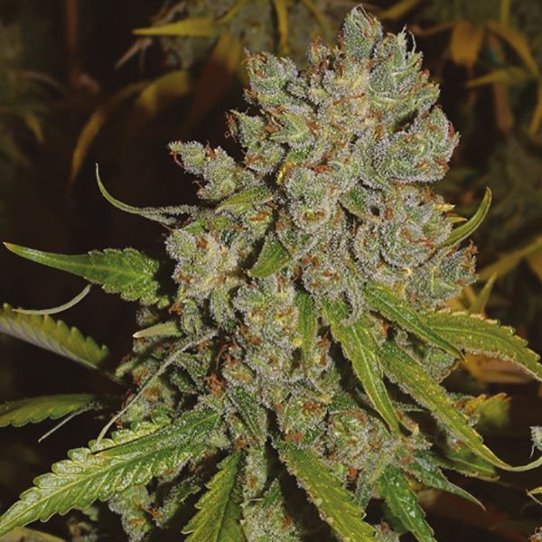 Jack Herer Fem Jack Herer Fem