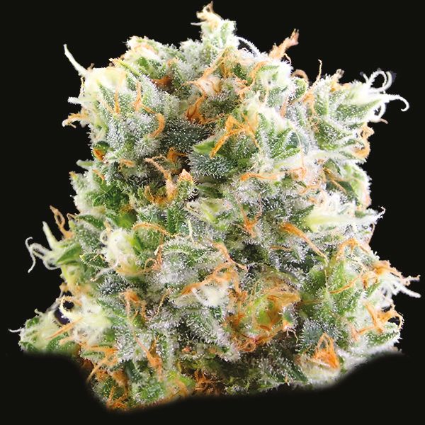 Blueberry Fem Blueberry Fem