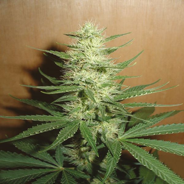 Big Bud Fem Big Bud Fem