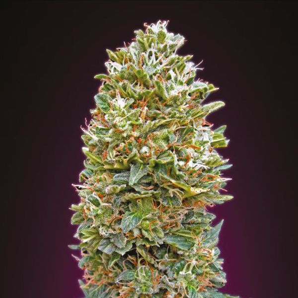 Auto Bubblegum Fem Auto Bubblegum Fem