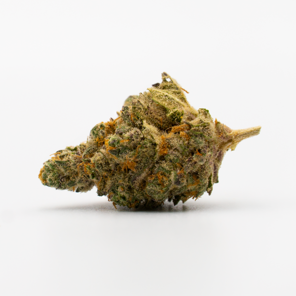 Moby Dick x Do-si-Dos Feminized