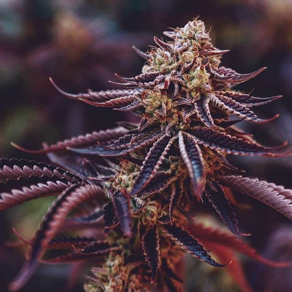 Strawberry Kush Fem Strawberry Kush Fem
