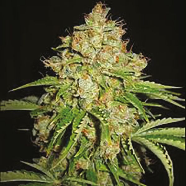 White Russian Fem 