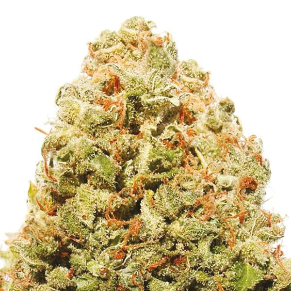 Strawberry Cheese Strain 
