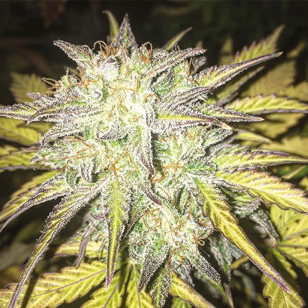 Moby Dick Fem Moby Dick Fem